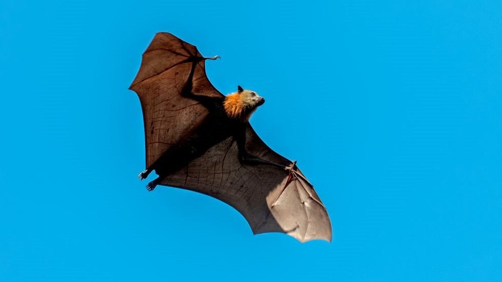 A fruit bat flying