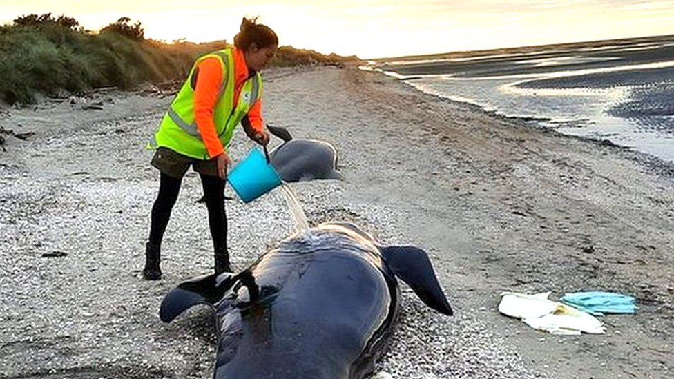 477 whales die in 'heartbreaking' New Zealand strandings