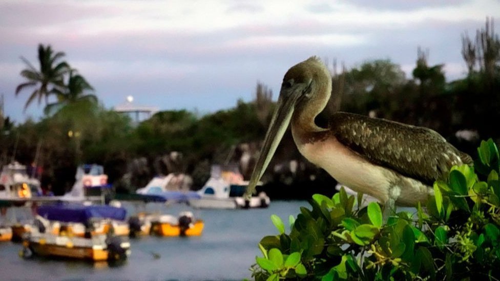 Las islas Galápagos son más conocidas por su biodiversidad, pero también es el hogar de unas 30.000 personas.
