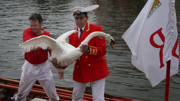 Swan Upping