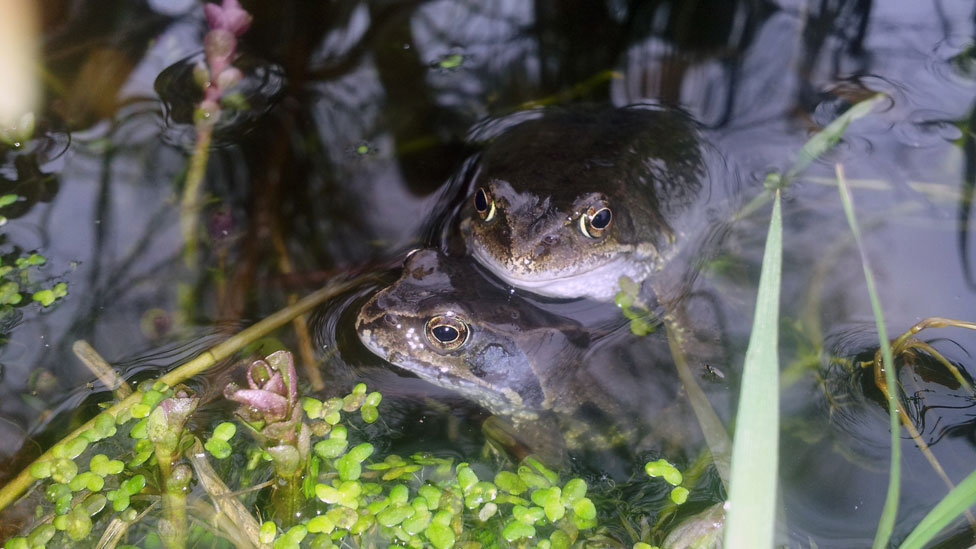Two frogs mating