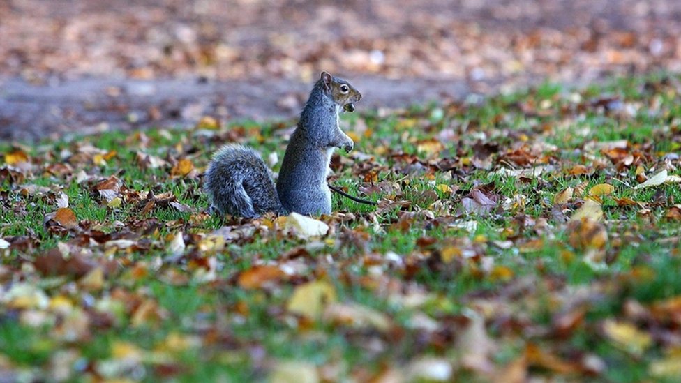 Trapped Squirrel Rescue Cancelled After Rodent Self Releases Bbc News