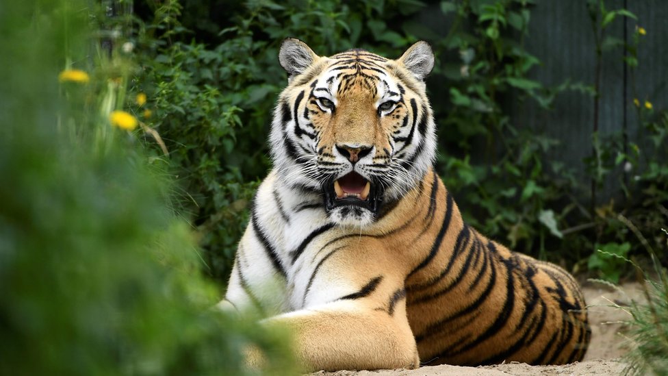Амурский тигр в фонде в Нидерландах, который спасает вышедших на пенсию цирковых животных