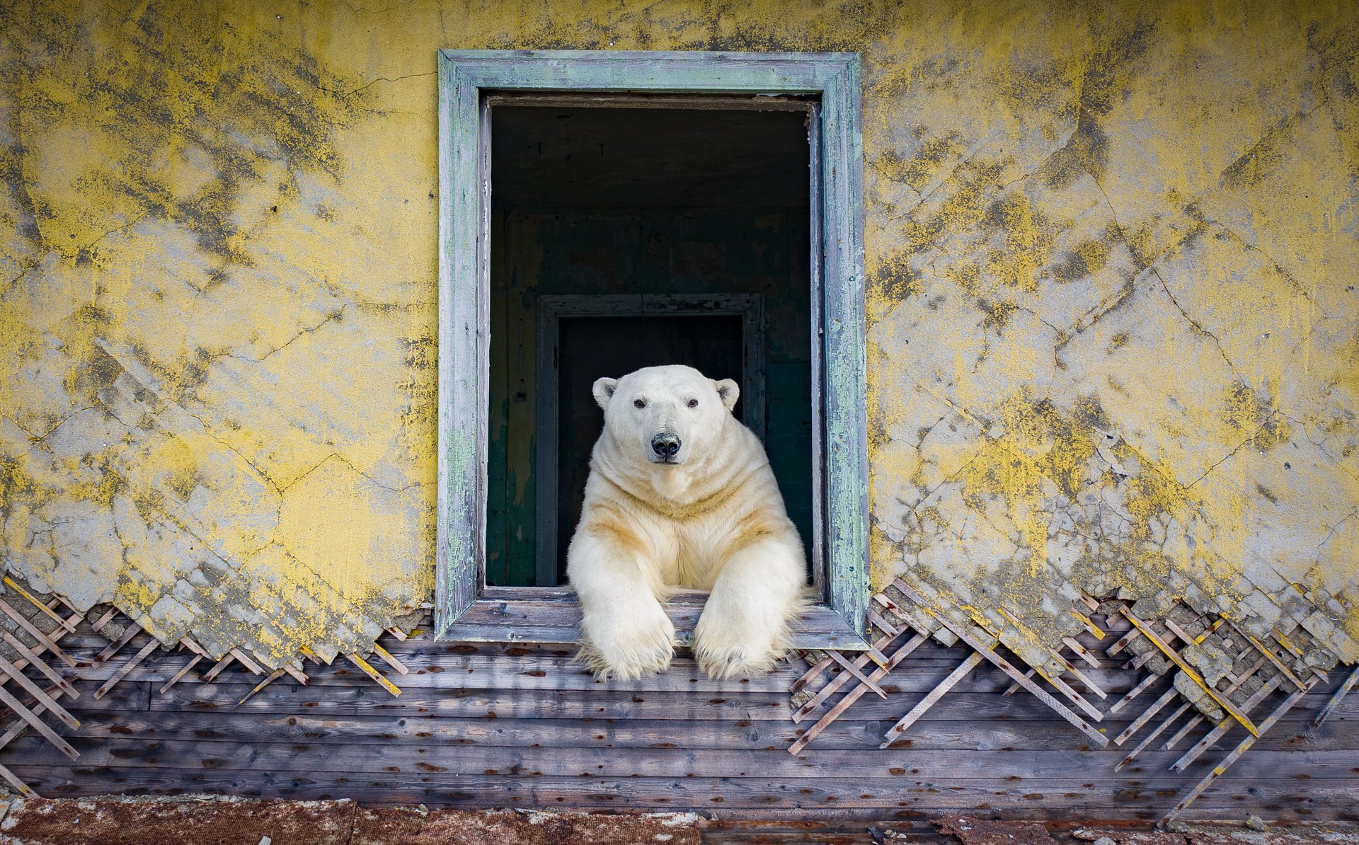oso polar asomándose por la ventana