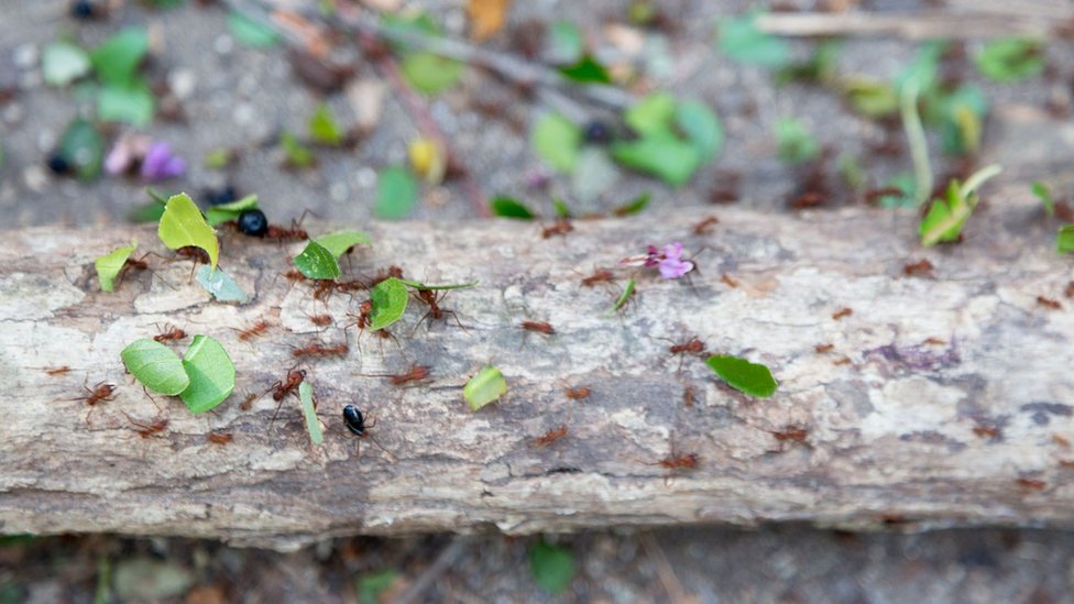哥倫比亞泰羅納國家公園內棲身的切葉蟻