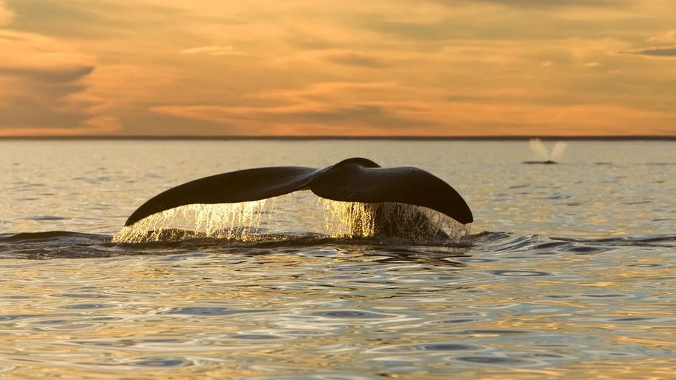 Cauda de baleia no mar
