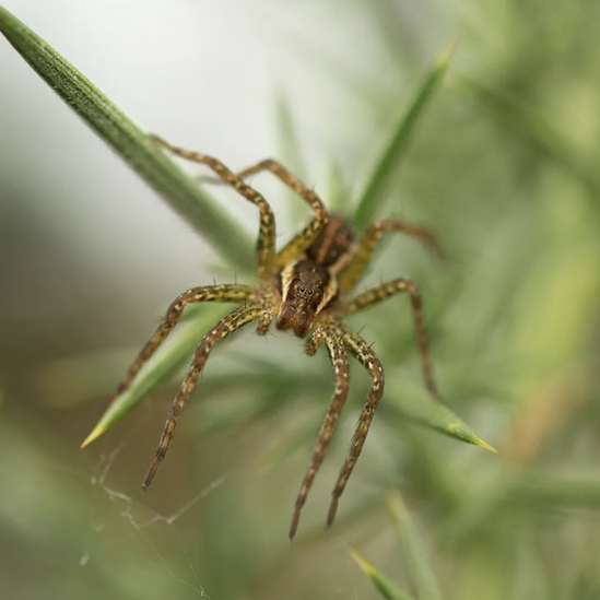 A raft spider, Ireland's largest arachnid, is finding a new home amid restored bogs