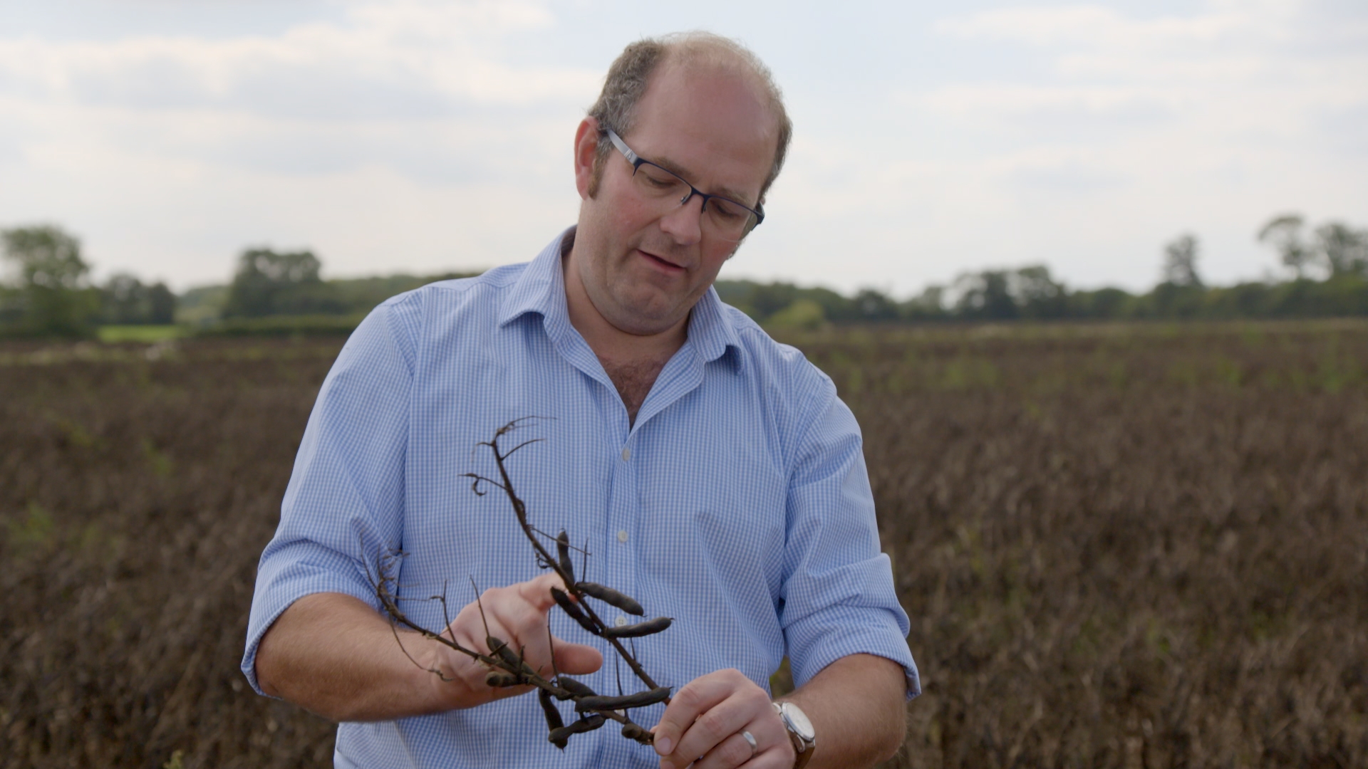 Farmer Tom Bradshaw holding a bean plant showing the effects of weather on his crop