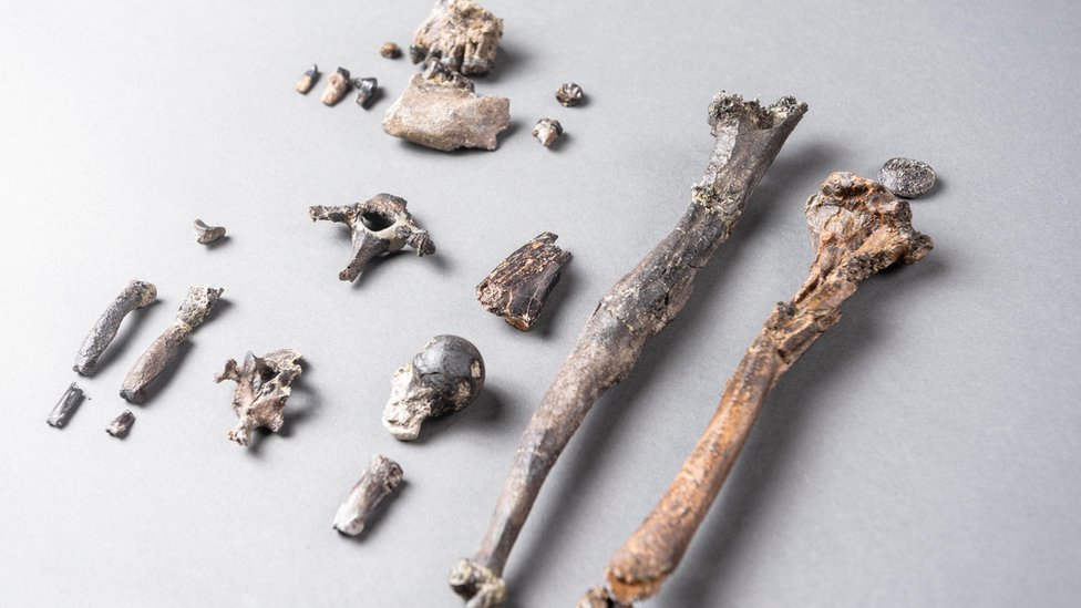 21 кость наиболее полного частичного скелета мужчины Danuvius