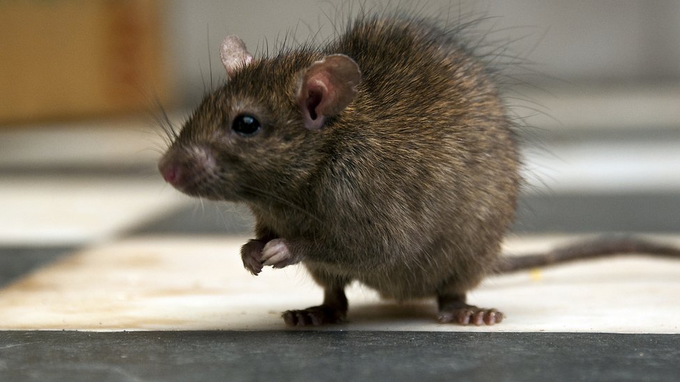 The 5 Best Rat Traps of 2023