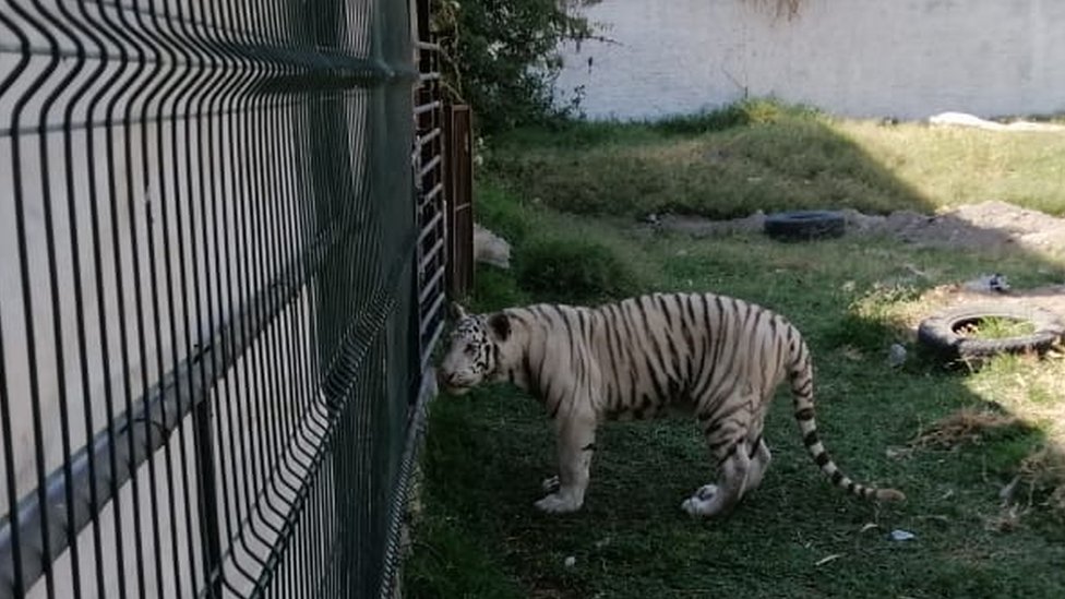Изображение второго бенгальского тигра в вольере