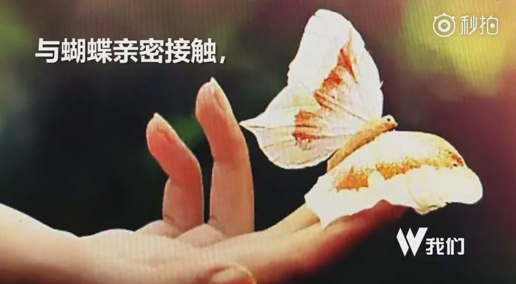 Скриншот интернет-рекламы выставки бабочек в китайском Гуанси из видео