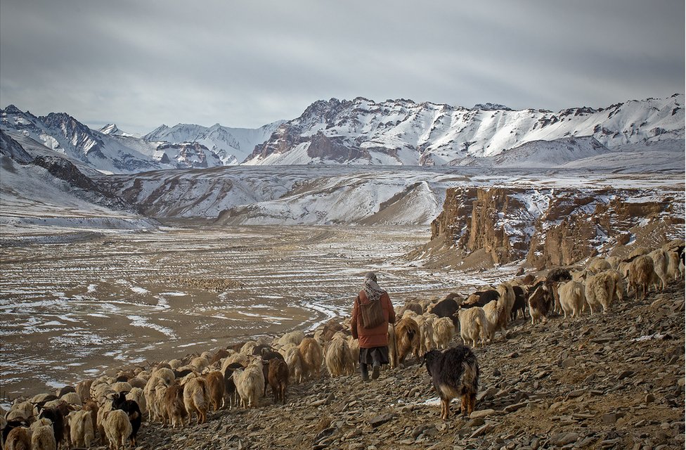 Пастушка со своими козами путешествует по горной местности