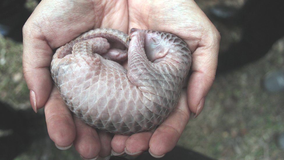 More protection needed for Chinese pangolins - BBC News