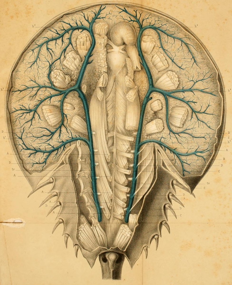 Dibujo anatómico del cangrejo de herradura que aparece en "Recherches sur l'anatomie des Limules" de M. Alph. Milne Edwards, publicado en París en 1873.