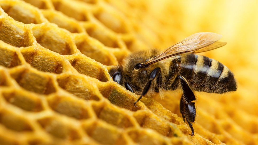 蜂窩上的一隻蜜蜂