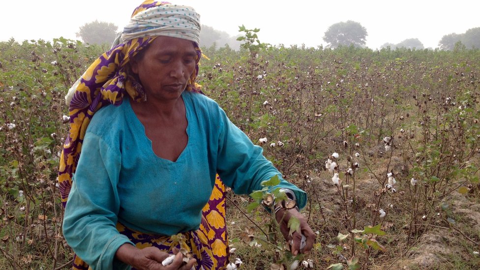 100 Women 2015: The Pakistani who has been cotton picking for 50 years -  BBC News