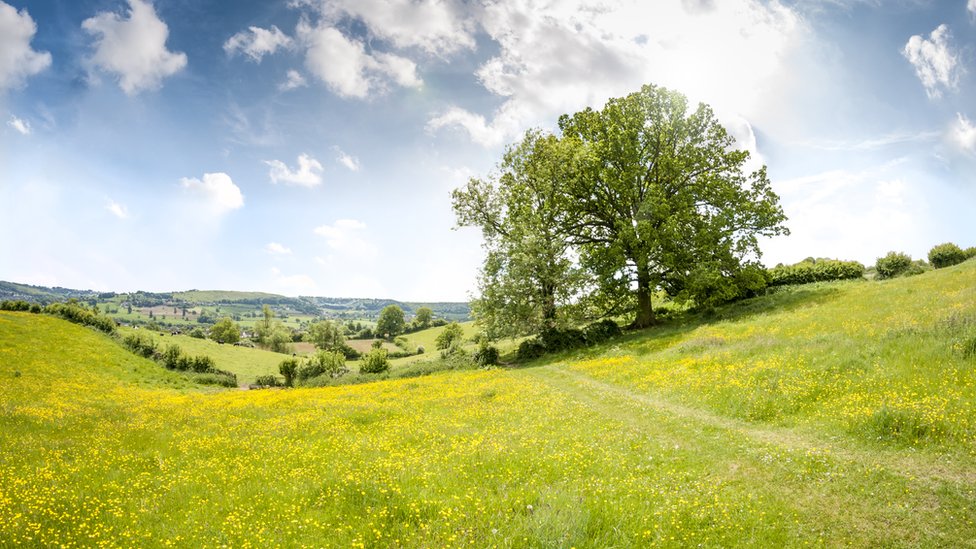 En el campo, los árboles crecen más lento, pero también viven por más tiempo. Árbol en el campo
