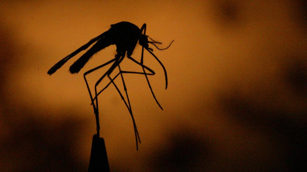 Mosquito que transmite el virus de la fiebre del Nilo Occidental