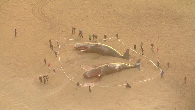 Aerial view of two of the beached whales