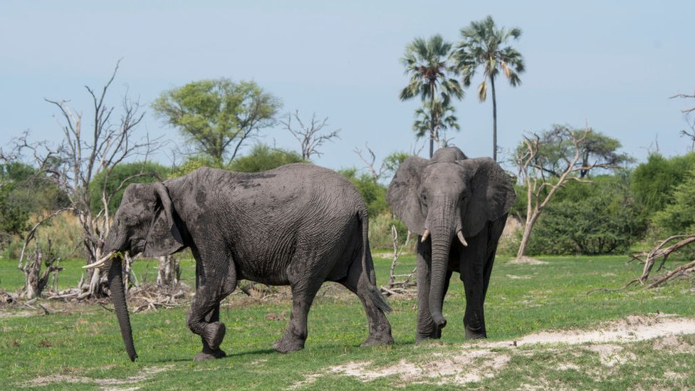 Dos elefantes adultos.