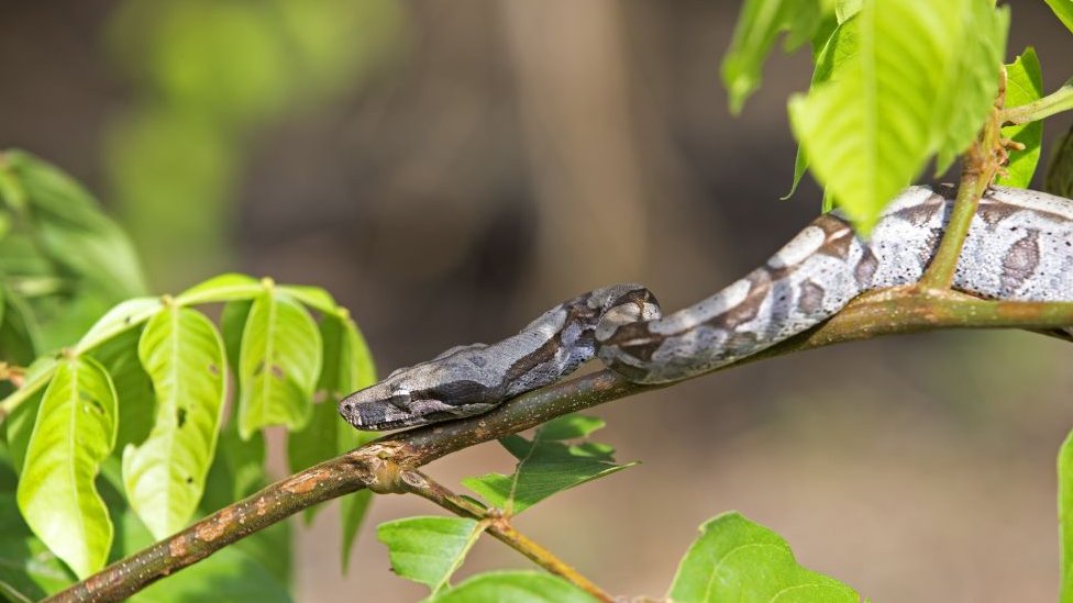 Escapee boa constrictor found under bed after police hunt - BBC News