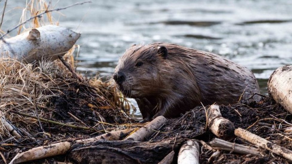 تقوم القنادس بإنشاء سدود تجعل مياه الأنهار تتدفق مما يساعد على إعادة ري المنطقة