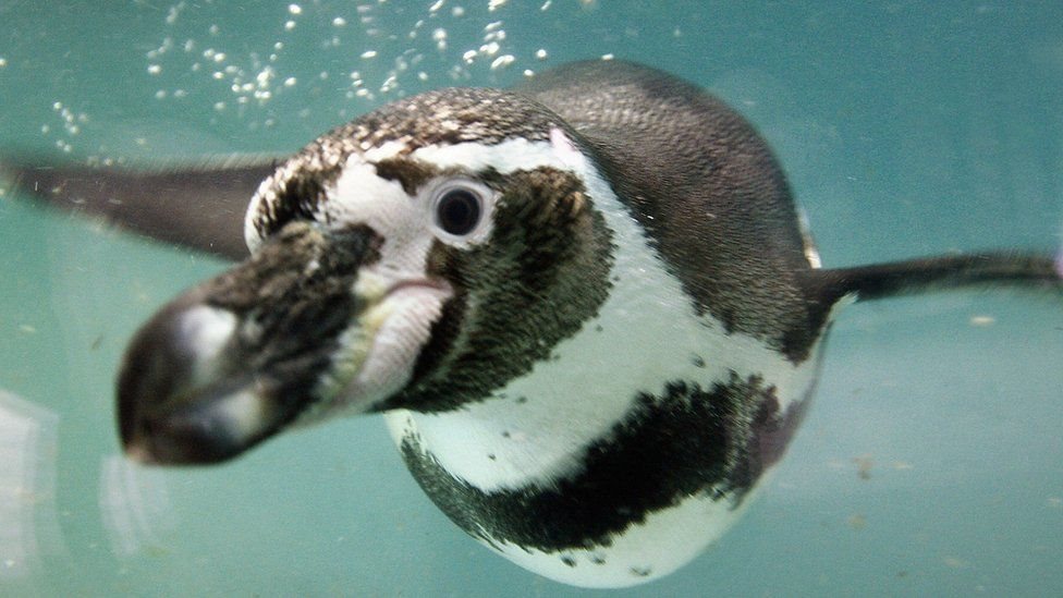 Pingüino de Humboldt.