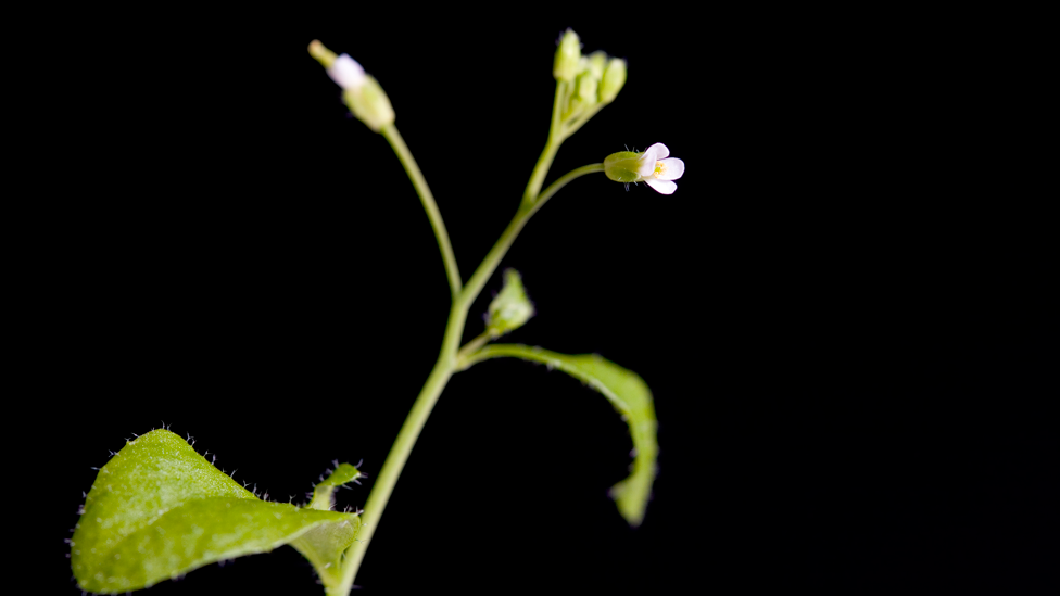 Flor de arabidopsis