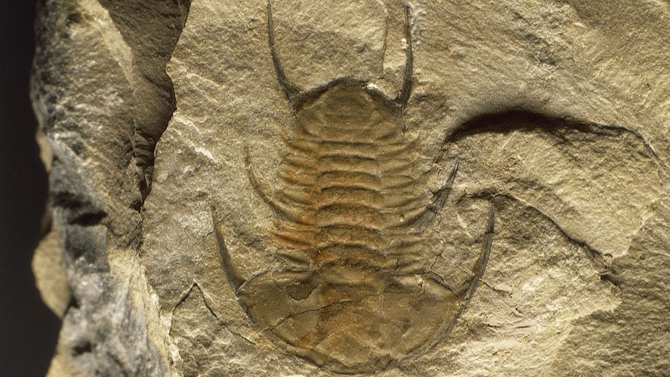 Un fósil del Cámbrico.
