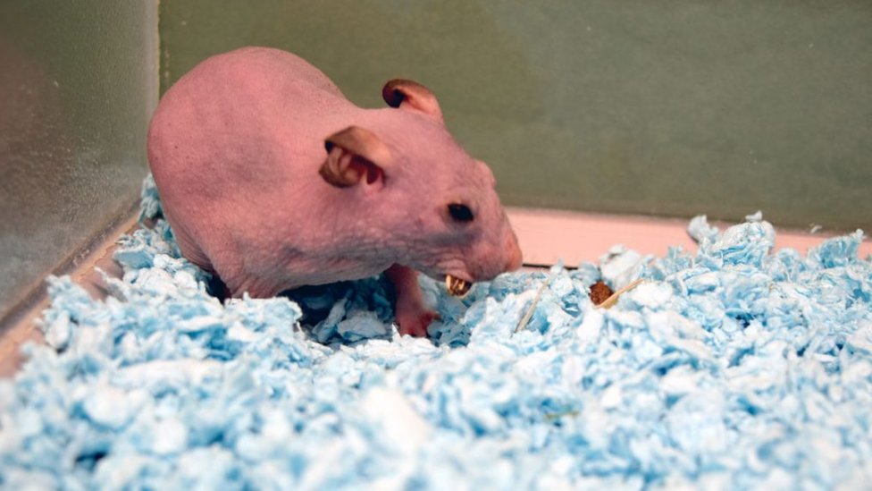 hairless hamsters