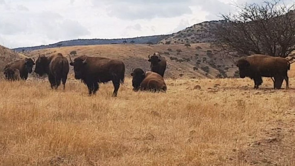 Fugitive Chihuahua Governor Duarte S Bison Seized c News