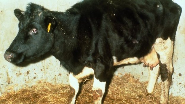 Mad Cow Disease In Humans Symptoms