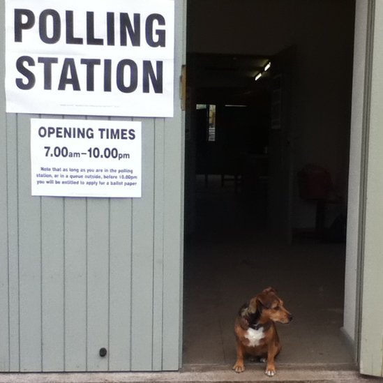 Собака в дверях избирательного участка