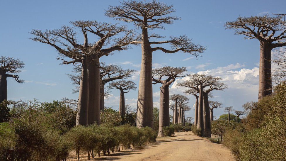 Scientists solve mystery of ancient tree of life