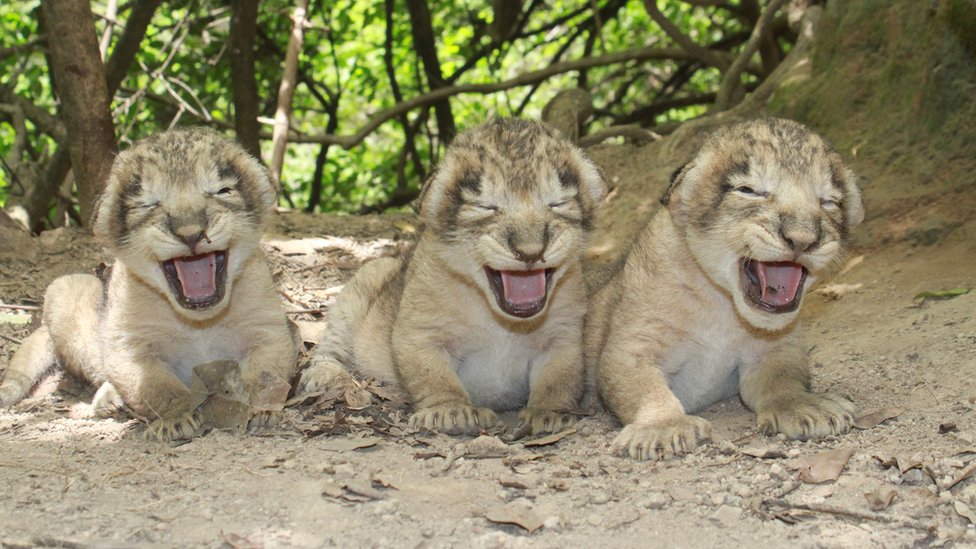 Фотография трех львят, сделанная Сандипом Кумаром, заместителем лесного заповедника в Гире