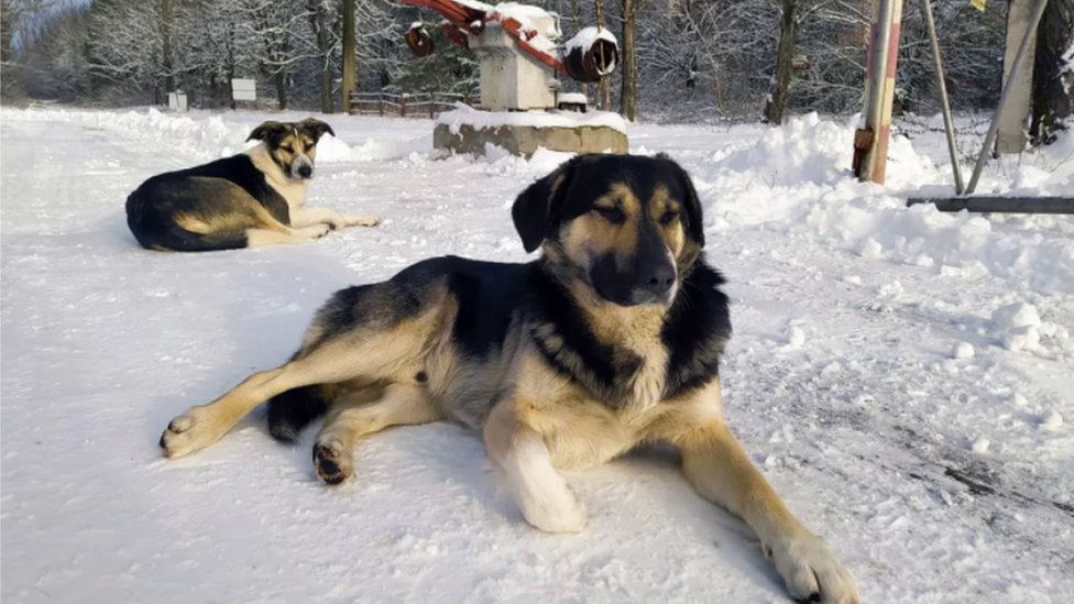 Cão em Chernobyl