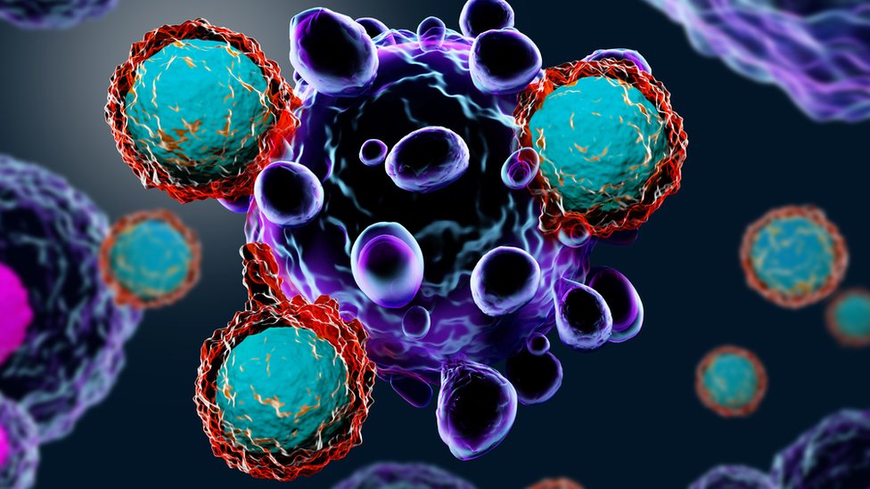 Glóbulos blancos atacando a una célula cancerígena