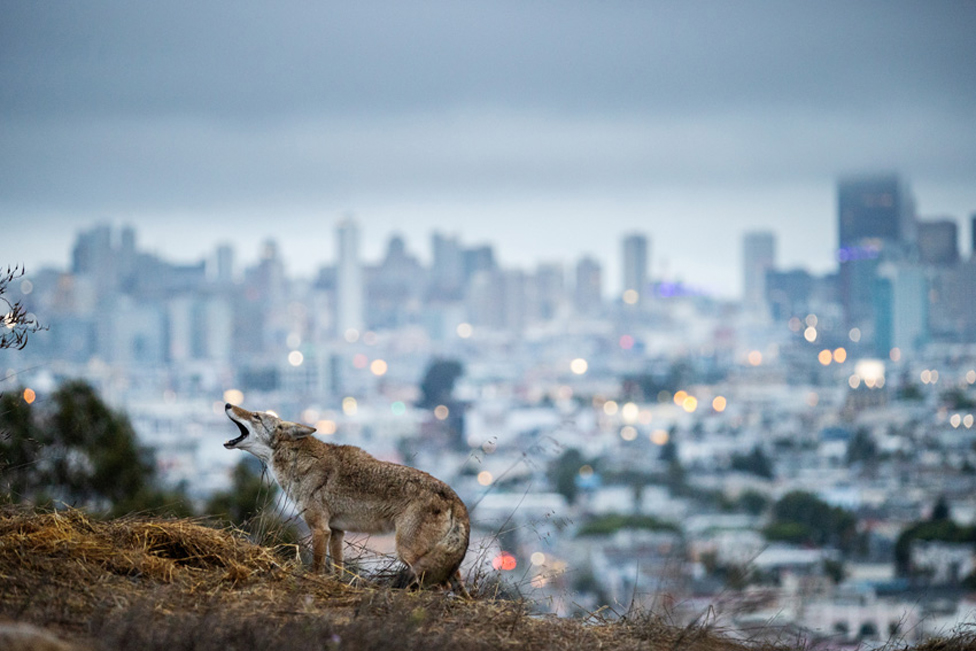 Los coyotes deambulan por San Francisco, California.