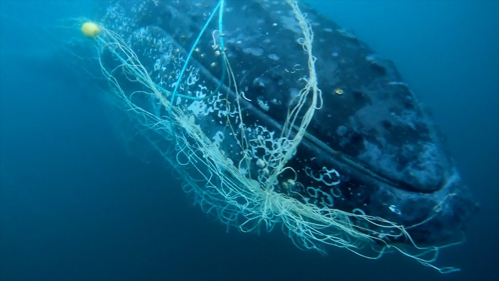 Australia: Watch moment trapped humpback whale is cut free