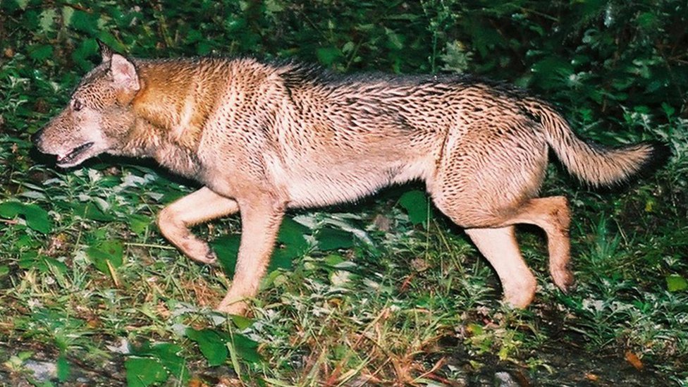 日本狼的神秘发现与灭绝物种的判定悖论- BBC 英伦网