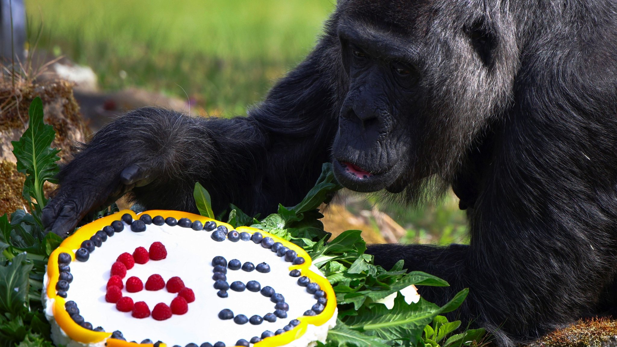 Le plus vieux gorille du monde fête ses 65 ans avec un gâteau