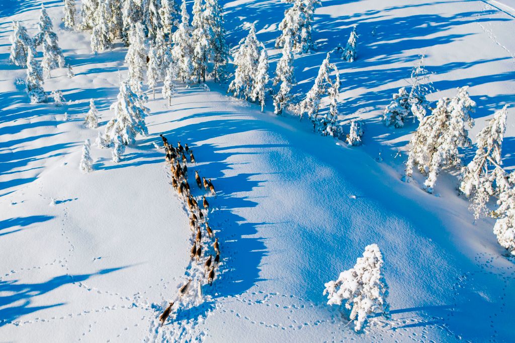 Reindeer seen from the air