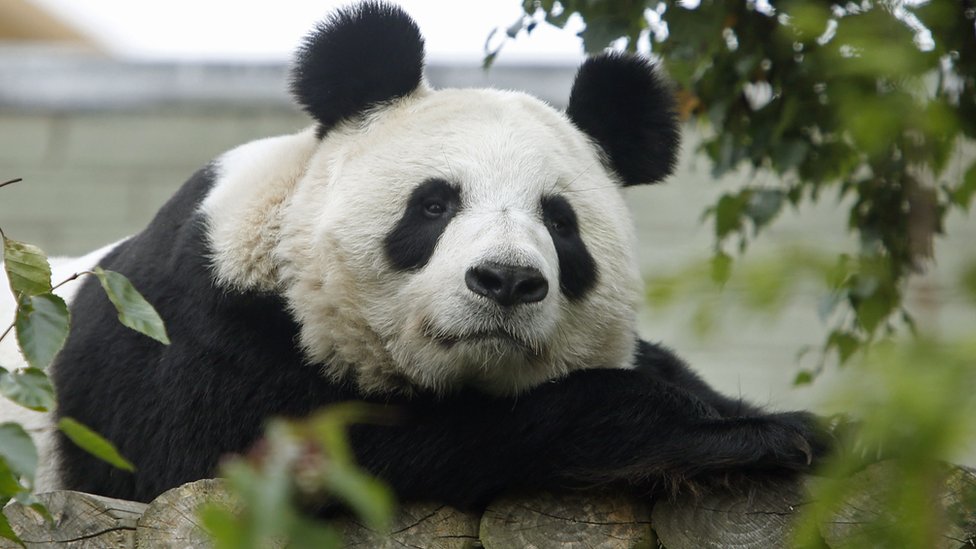 How is Edinburgh Zoo transporting two giant pandas?