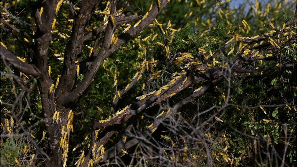 Саранча на деревьях в Кении, январь 2020 г.