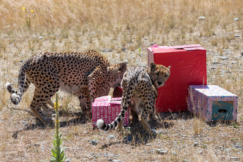 Cheetahs explored packages filled with treats