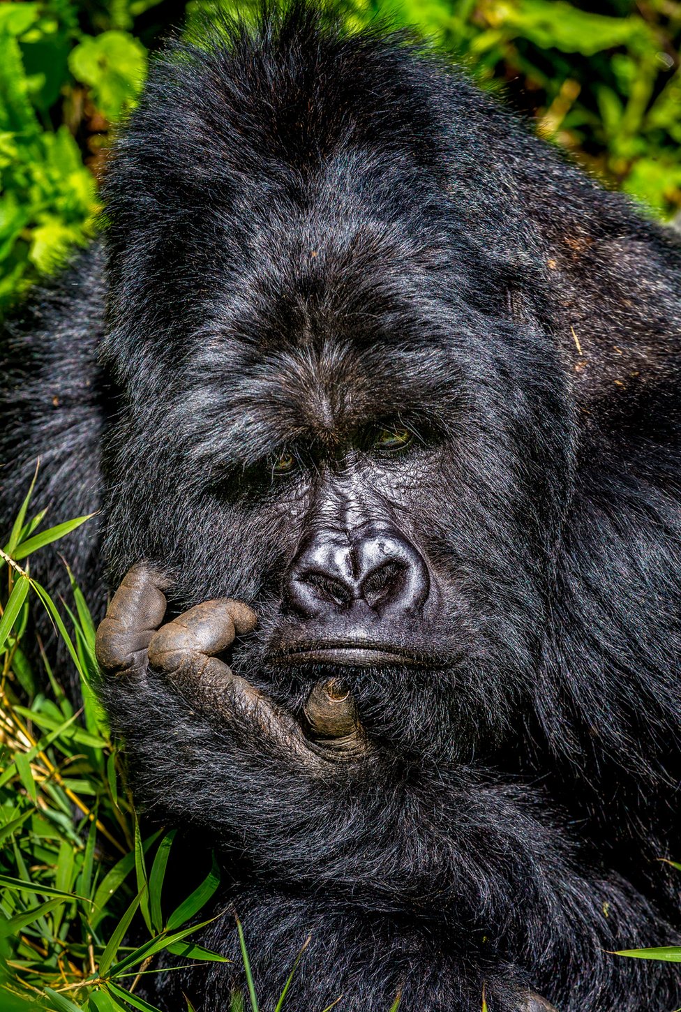 A gorilla looking bored