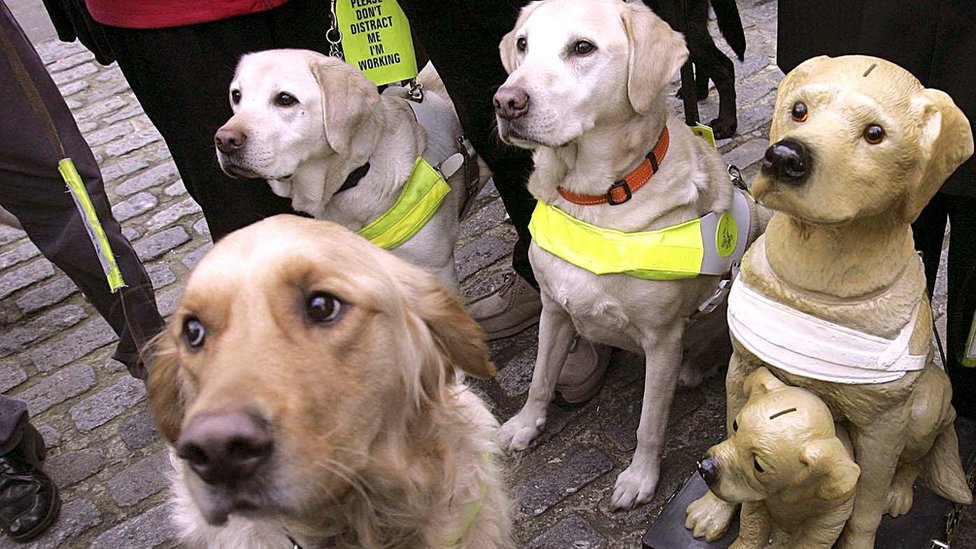 Bbc cheap guide dogs