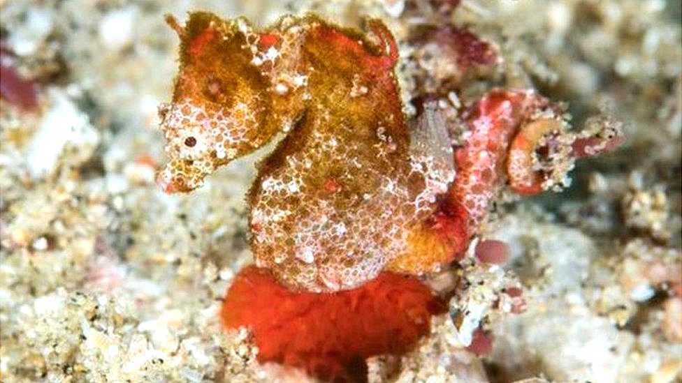 worlds smallest seahorse