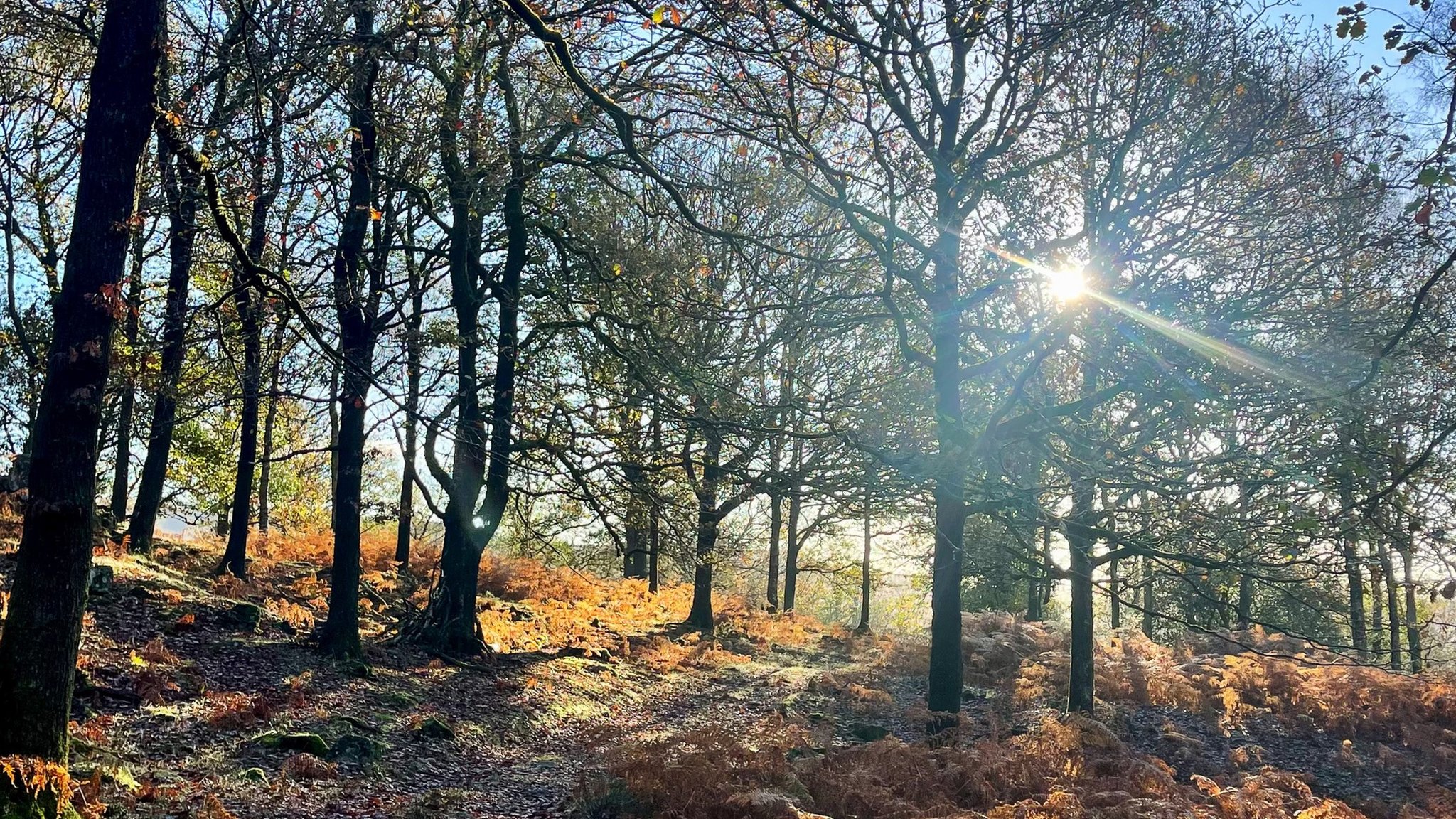 Trees store 'twice as much carbon' as once thought